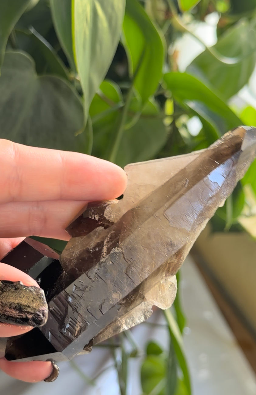 Smoky Quartz | 5.3" Morion Quartz Scepter | Crystal Specimen