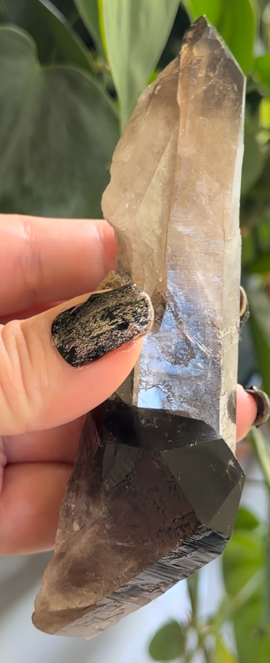 Smoky Quartz | 5.3" Morion Quartz Scepter | Crystal Specimen